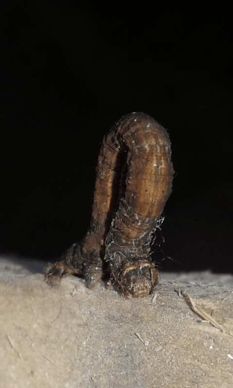 Geometridae : bruco di Peribatodes rhomboidaria?